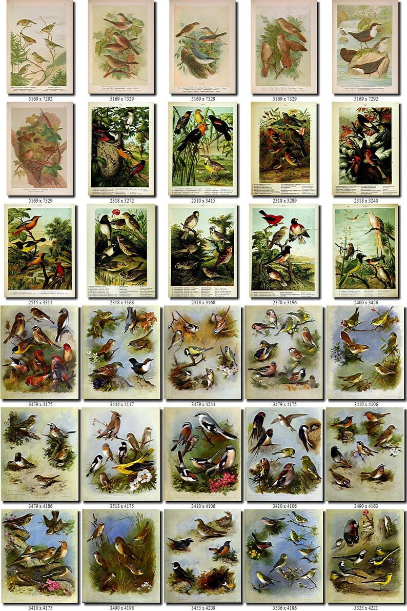 PASSERINES-1 Collection of 191 pictures vintage images High resolution digital download printable illustration small size little birds