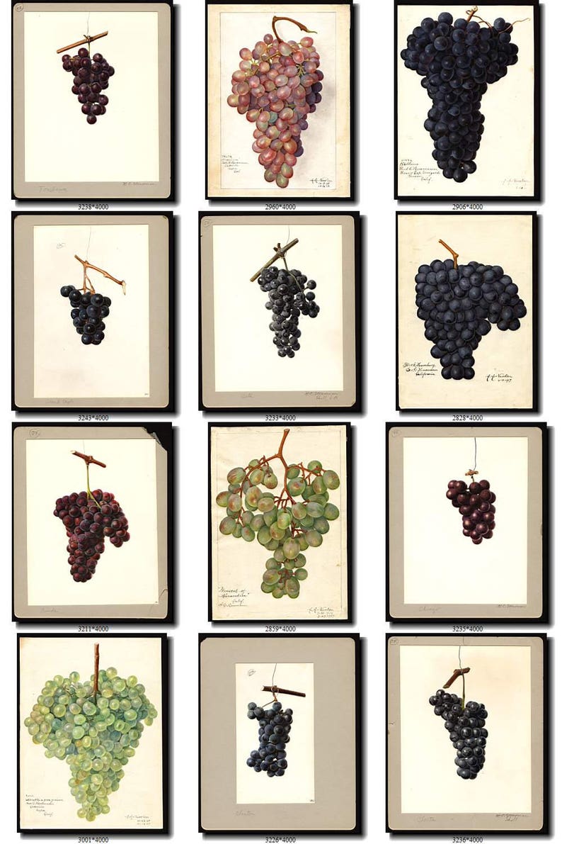 GRAPES2 Collection of 140 vintage images wine grape pictures Etsy