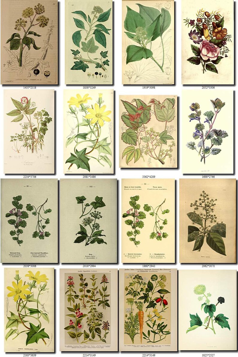 IVY-1 Collection of 60 Vintage Images Hedera Ivies Botanical | Etsy