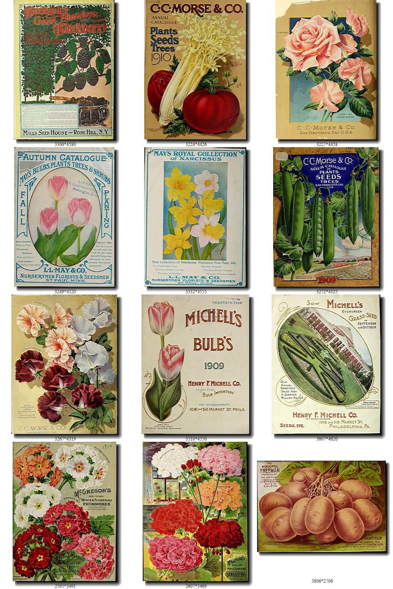 SEEDS-58 Catalogs Covers Collection With 90 Vintage Images | Etsy