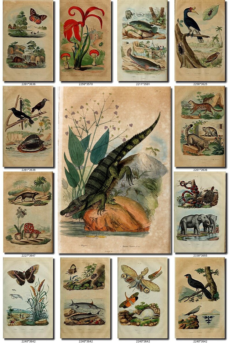 FLORA and FAUNA1 Collection of 210 vintage illustrations Etsy