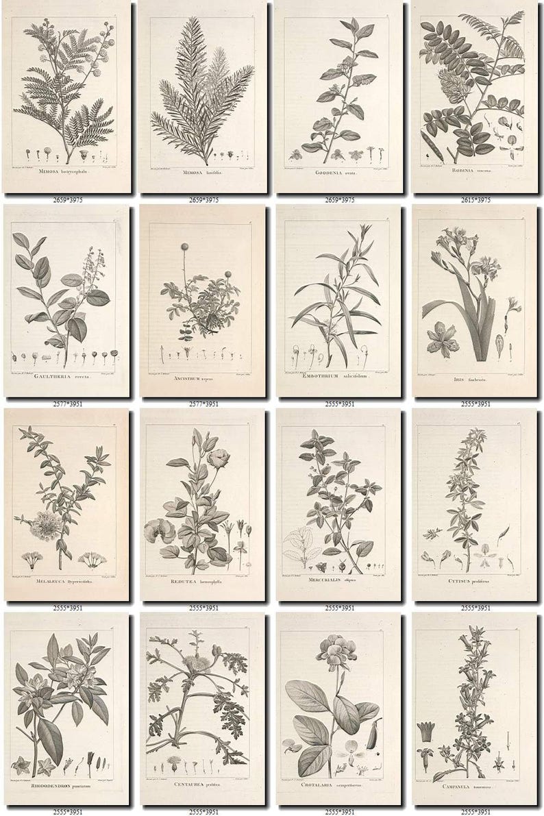 Botanical-6-bw Collection of 200 Black-and-white Vintage | Etsy