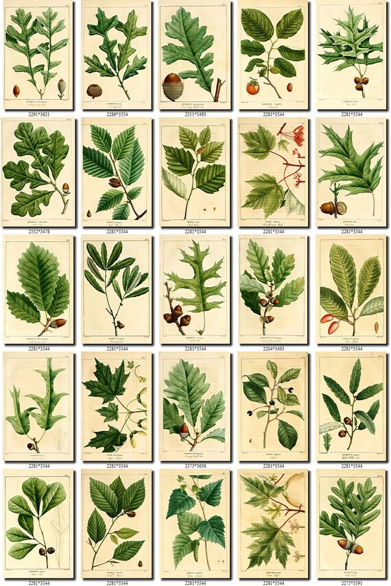 Plants 17 Collection Of 228 Vintage Pictures Elder Maple Etsy