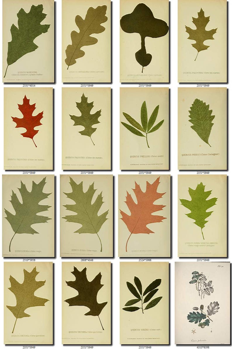 OAK-1 Collection of 140 vintage images quercus leaf Common | Etsy