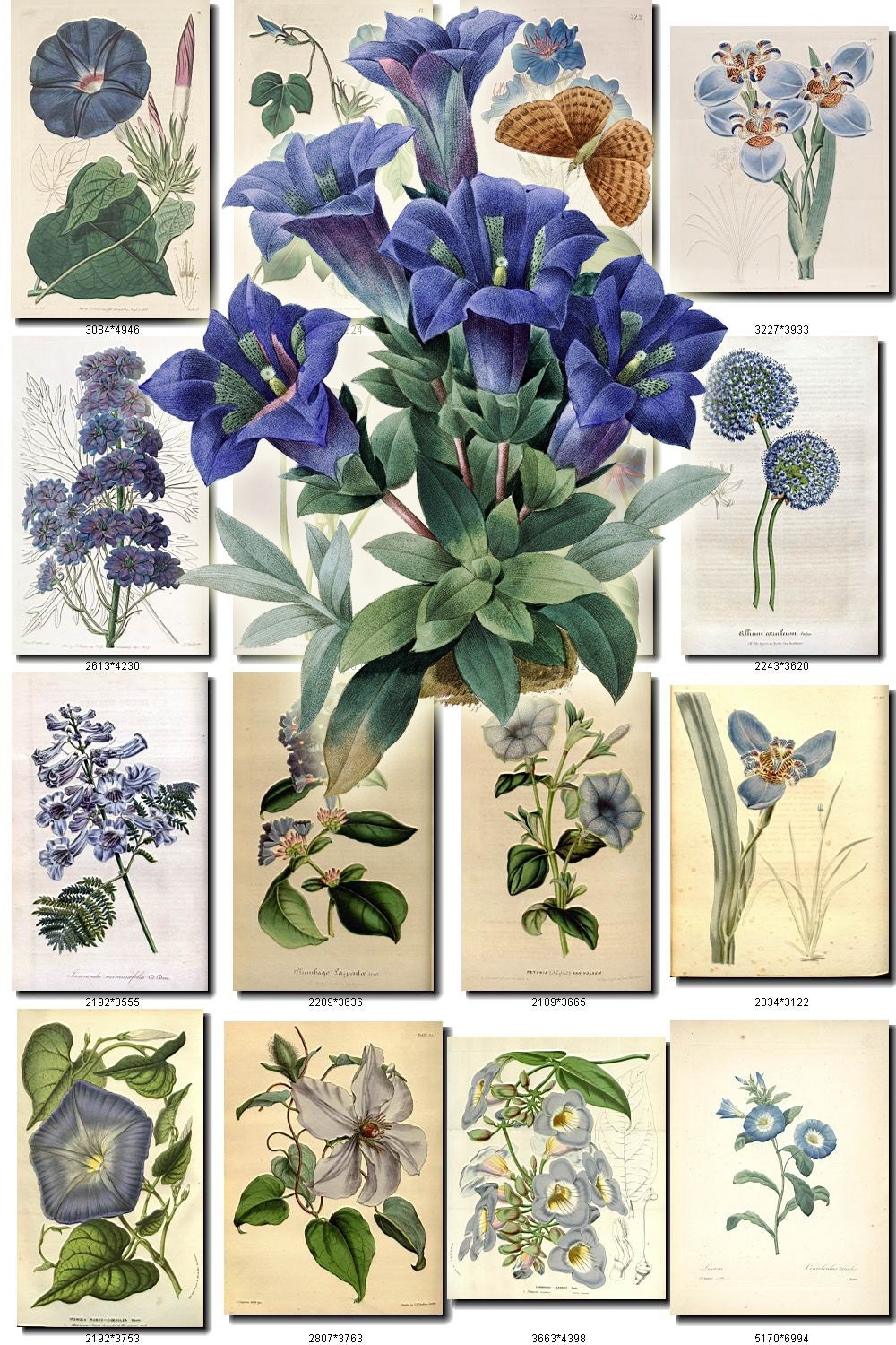 BLUE-3 FLOWERS Collection of 220 vintage images pictures High | Etsy