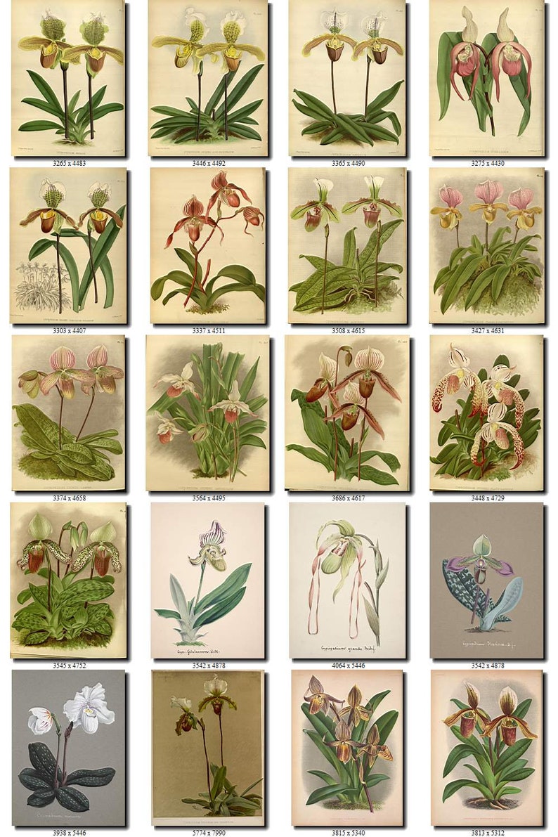 CYPRIPEDIUM-2 flowers Collection of 161 vintage images vegetable botanical pictures High resolution digital download printable Orchidaceae