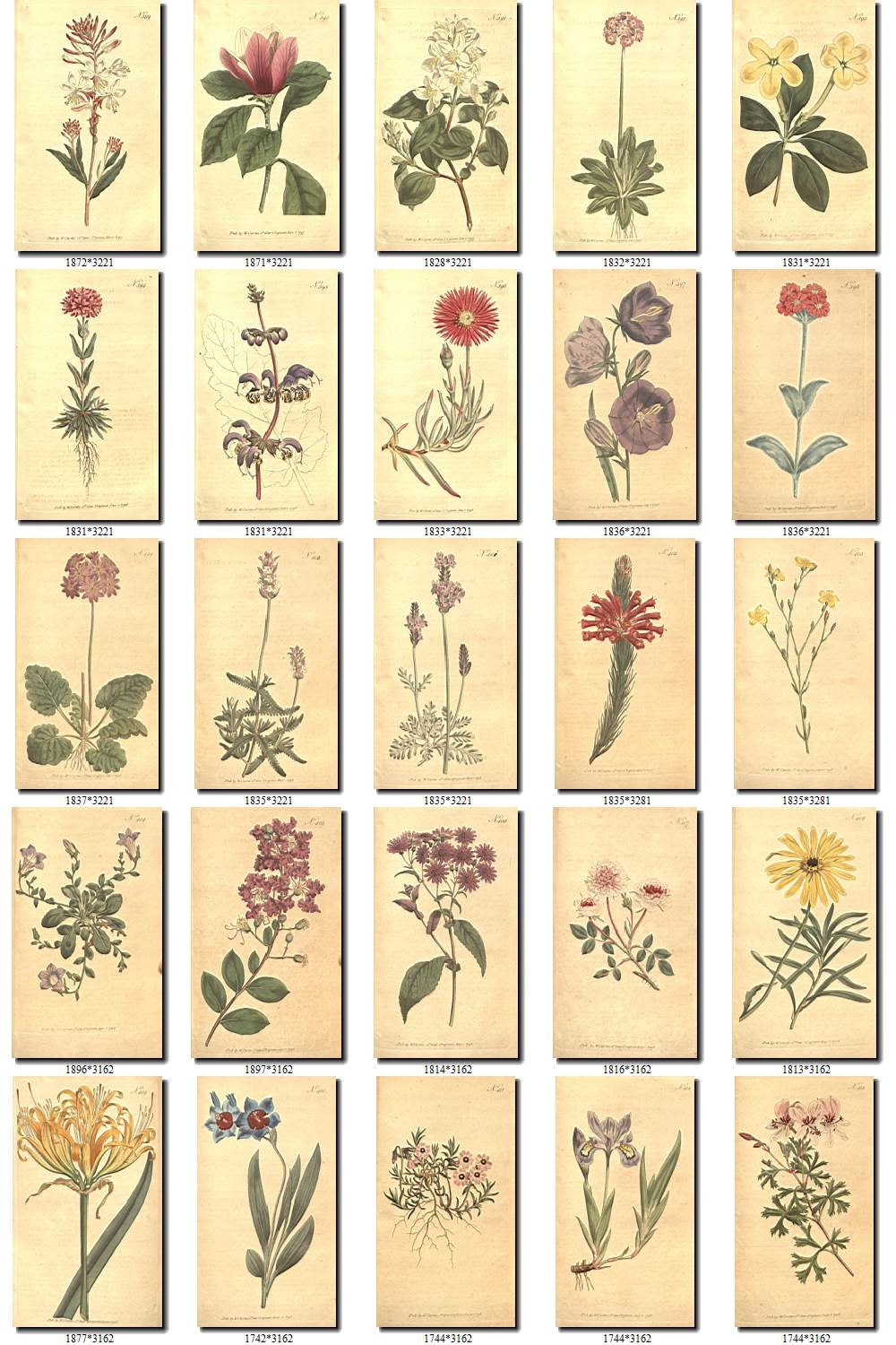 FLOWERS-4 Collection of 216 vintage images vegetable botanical | Etsy