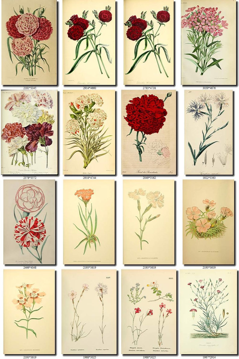 CARNATION-1 Collection of 125 vintage images botanical picture | Etsy