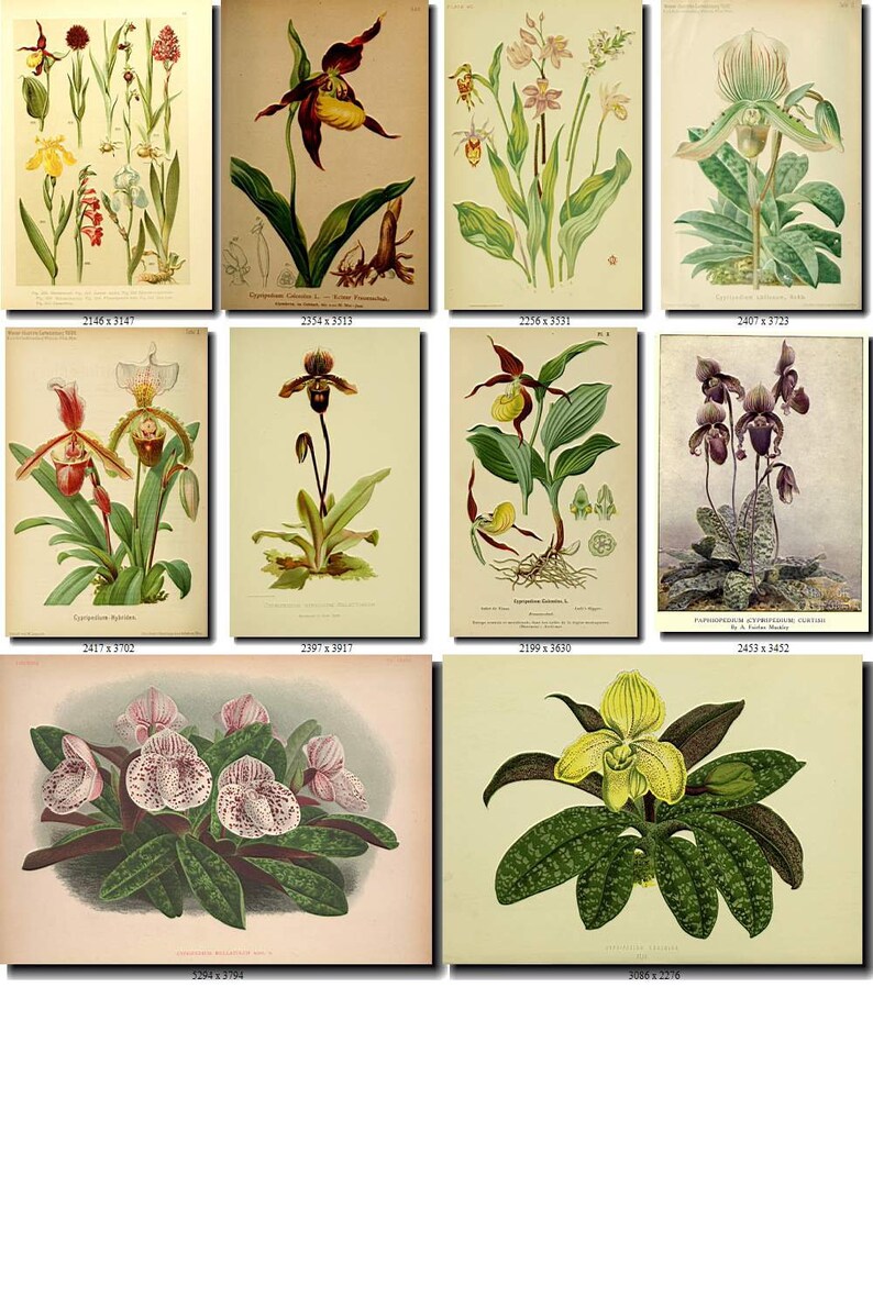 CYPRIPEDIUM-2 flowers Collection of 161 vintage images vegetable botanical pictures High resolution digital download printable Orchidaceae