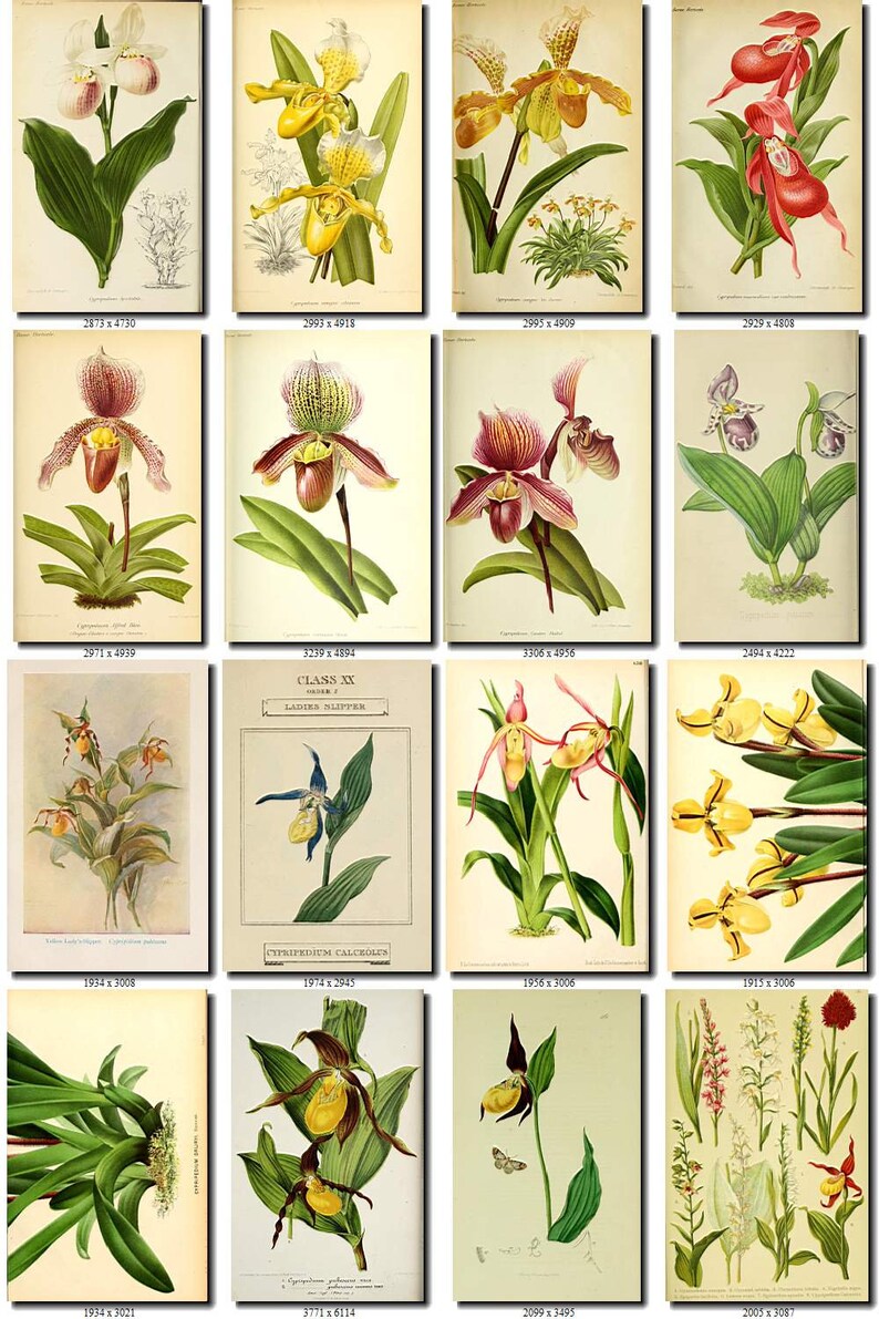 CYPRIPEDIUM-2 flowers Collection of 161 vintage images vegetable botanical pictures High resolution digital download printable Orchidaceae