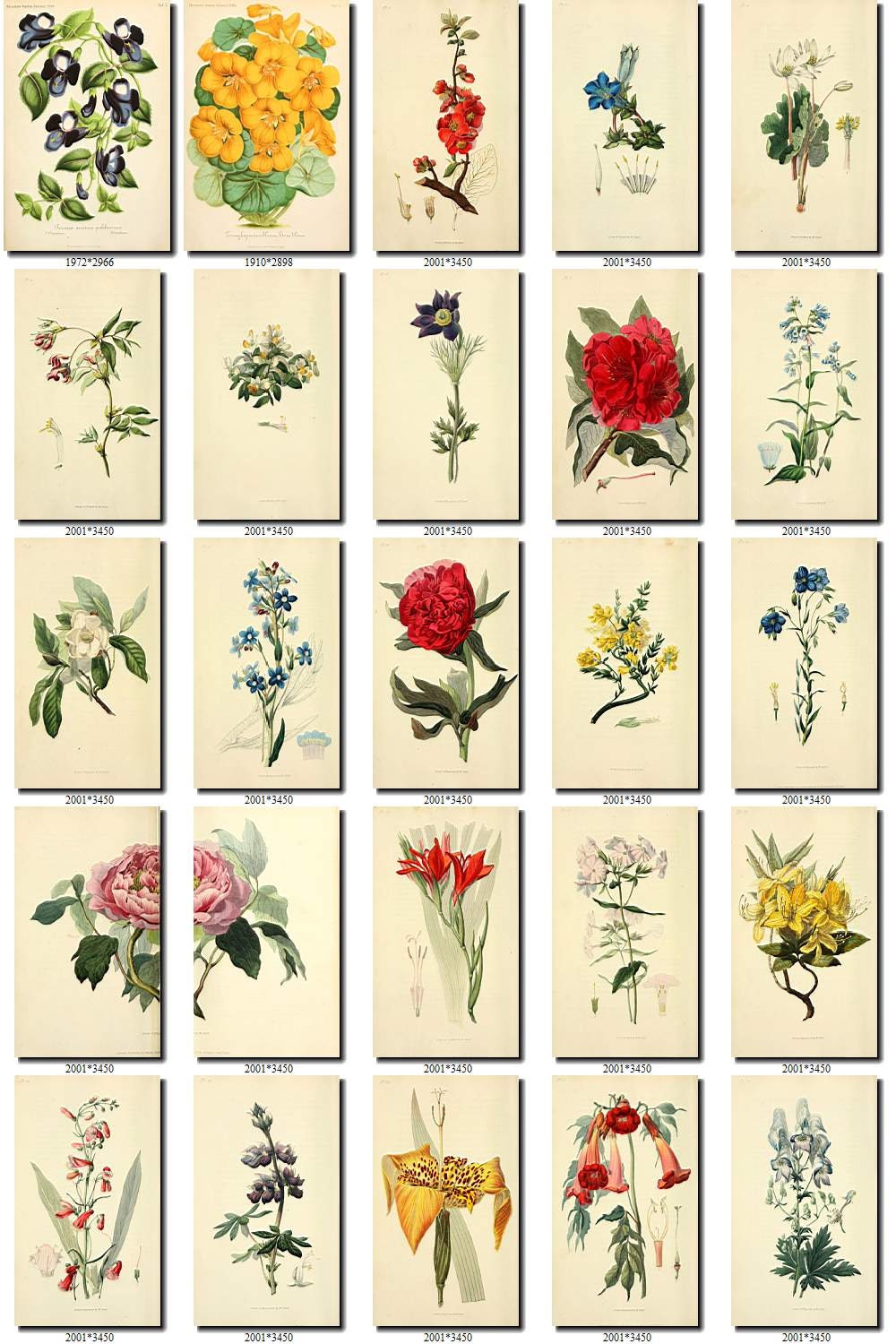 FLOWERS-19 Collection of 245 vintage images vegetable | Etsy