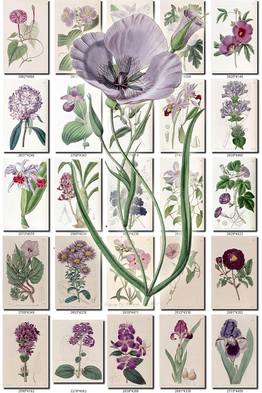 Purple 3 Flowers Collection Of 200 Vintage Images Pictures Etsy