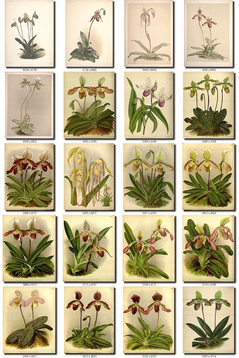 CYPRIPEDIUM-2 flowers Collection of 161 vintage images vegetable botanical pictures High resolution digital download printable Orchidaceae