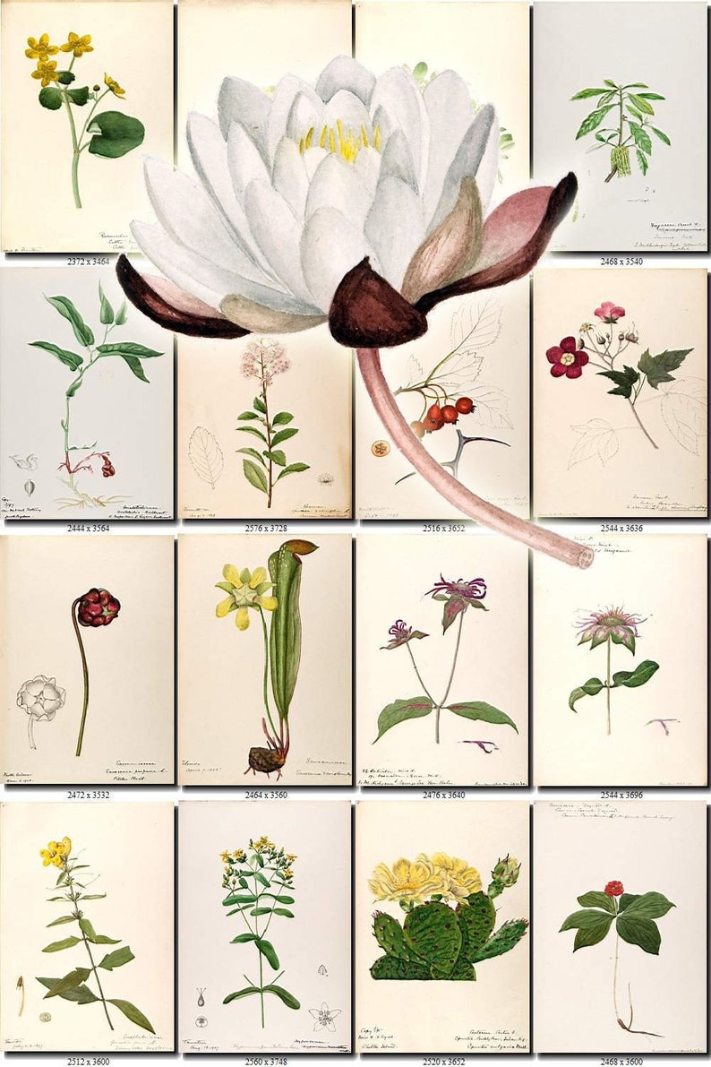 FLORA-11 Collection of 483 vintage illustrations botanical floral elements High resolution digital download printable pictures grass leaves