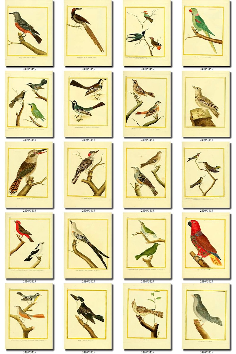 BIRDS-98 Collection of 125 vintage pictures Hummingbirds African Africa Colibri Cuckoo Roller digital download printable 300 dpi animals