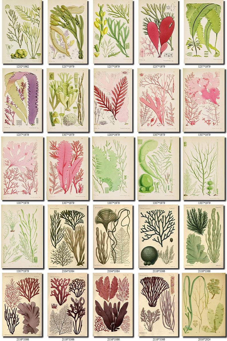 ALGAE2 Collection of 210 seaweeds vintage images botanical Etsy
