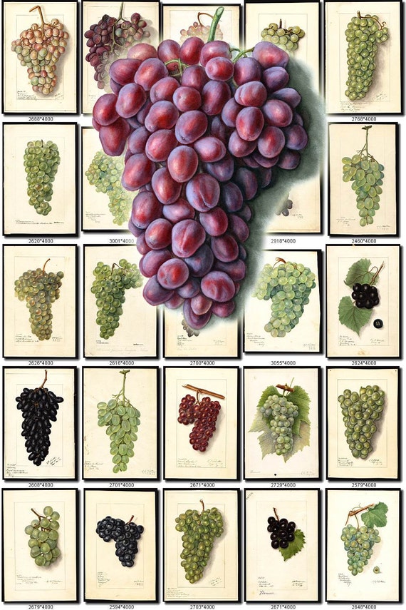 GRAPES2 Collection of 140 vintage images wine grape pictures Etsy