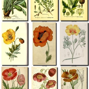 POPPIES-1 Collection of 100 vintage images botanical pictures | Etsy