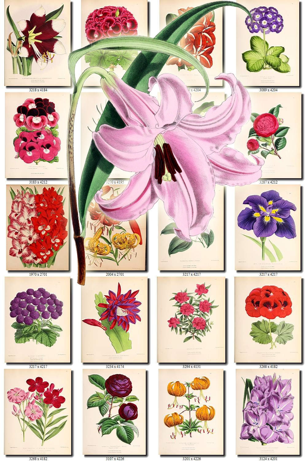 Flowers 172 Collection Of 249 Vintage Images Lily Lilium Etsy