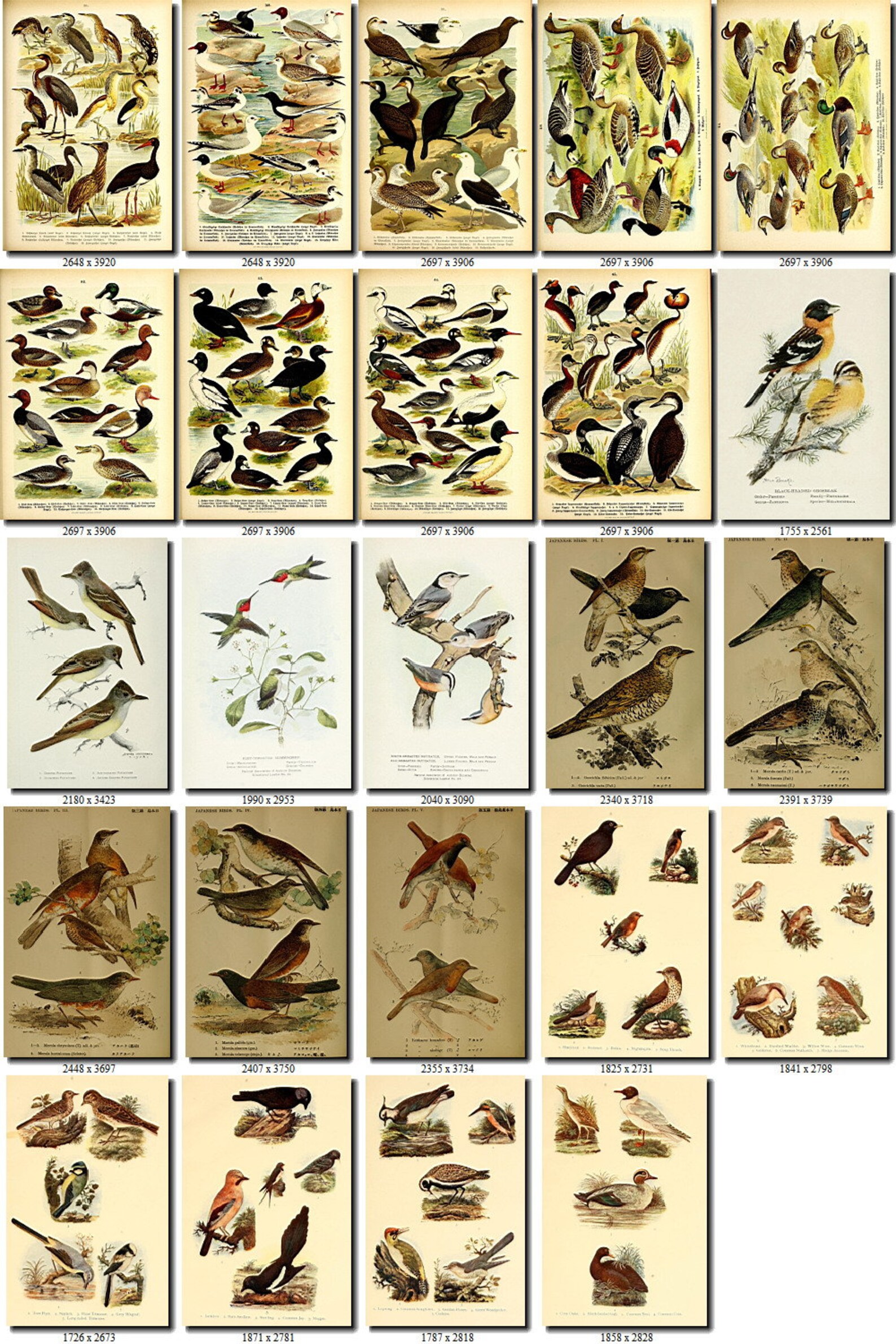 BIRD ATLAS2 Collection of 161 pictures vintage images album Etsy