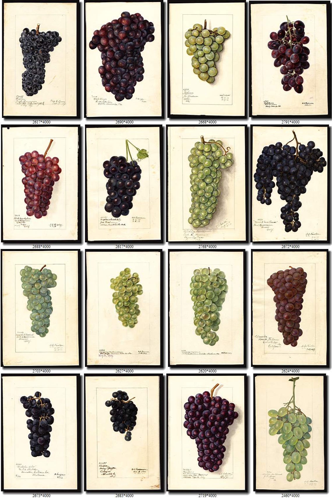 GRAPES2 Collection of 140 vintage images wine grape pictures Etsy