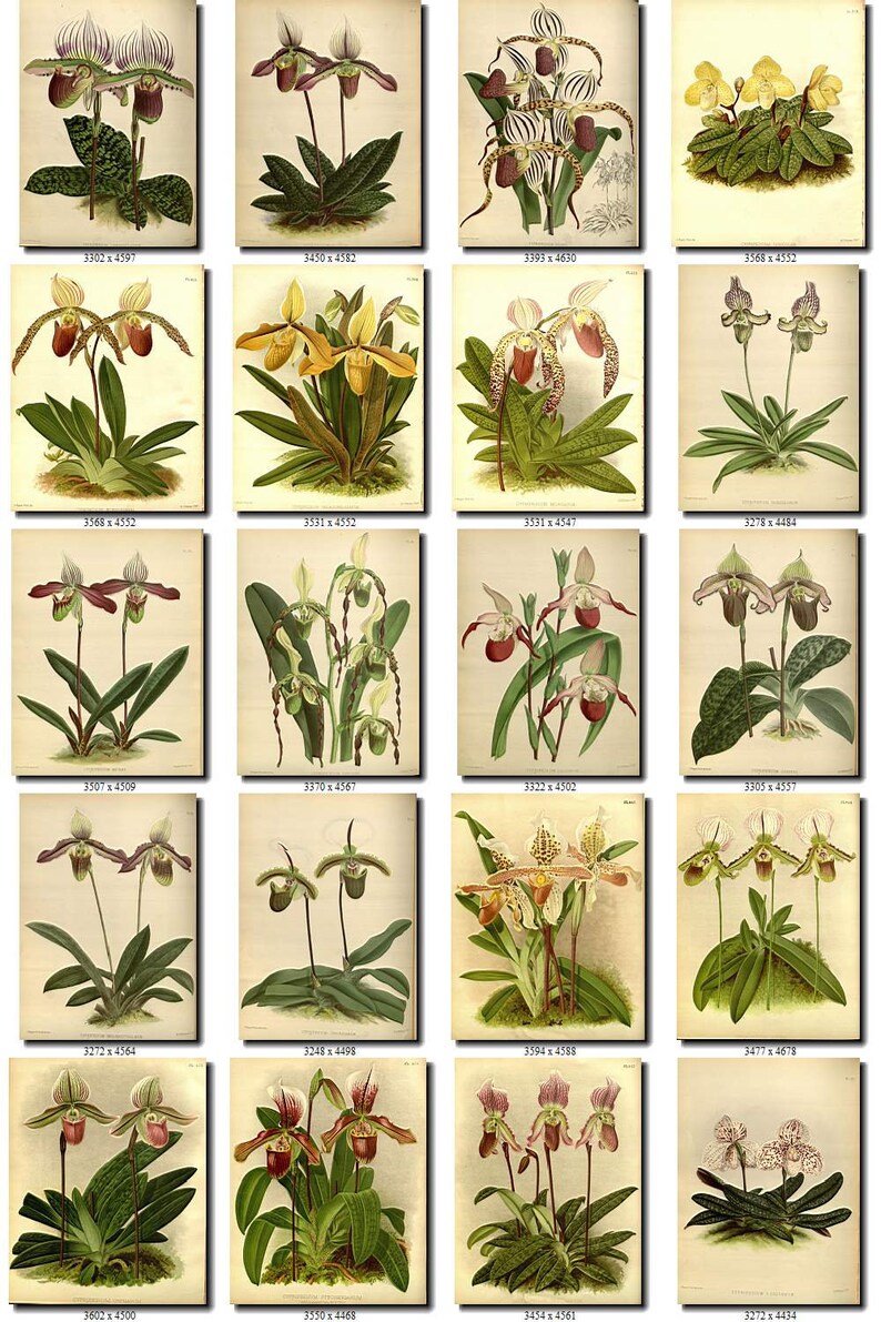 CYPRIPEDIUM-2 flowers Collection of 161 vintage images vegetable botanical pictures High resolution digital download printable Orchidaceae