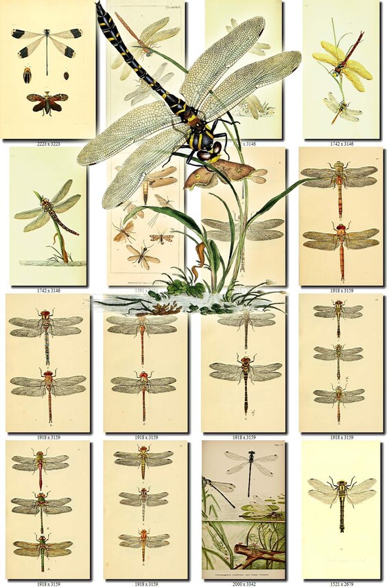 DRAGONFLY PIGMY DEMSELFLY Vintage Lithograph Digital Download
