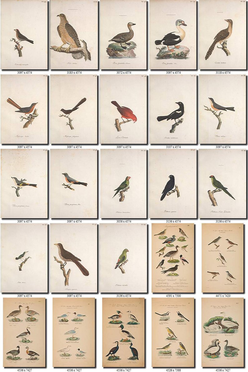 BIRDS-209 Collection of 238 vintage pictures Wryneck Bunting Snipe pictures with background digital download printable images 300 dpi animal