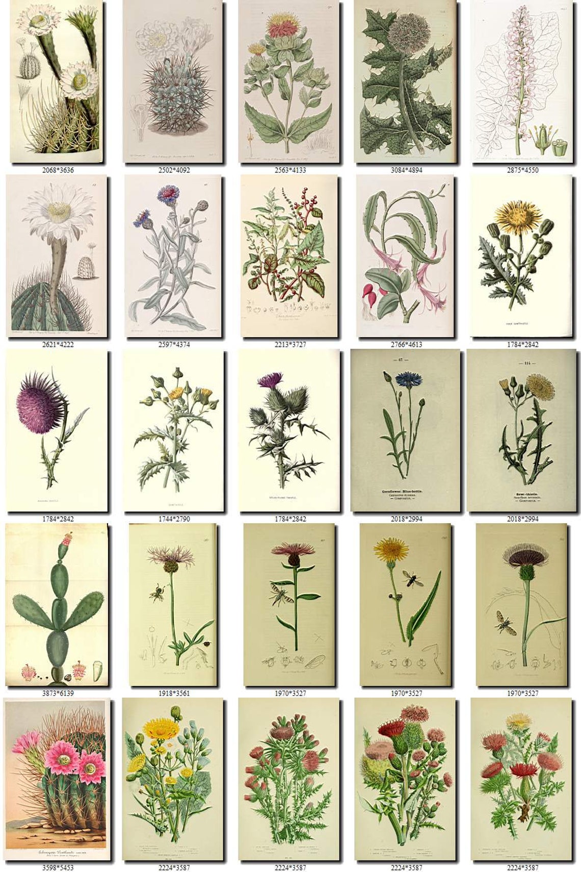 THISTLE-1 Collection of 230 vintage images botanical picture | Etsy