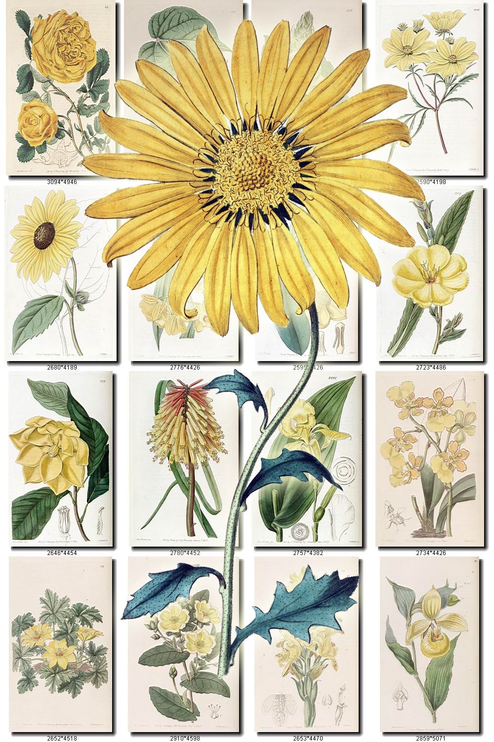 Yellow 3 Flowers Collection Of 220 Vintage Images Pictures Etsy