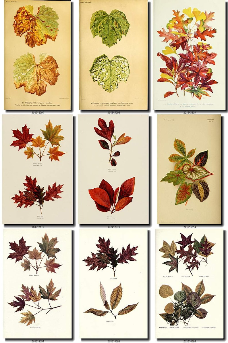 HERBARIUM-1 Collection of 60 vintage images of leaves leaf | Etsy