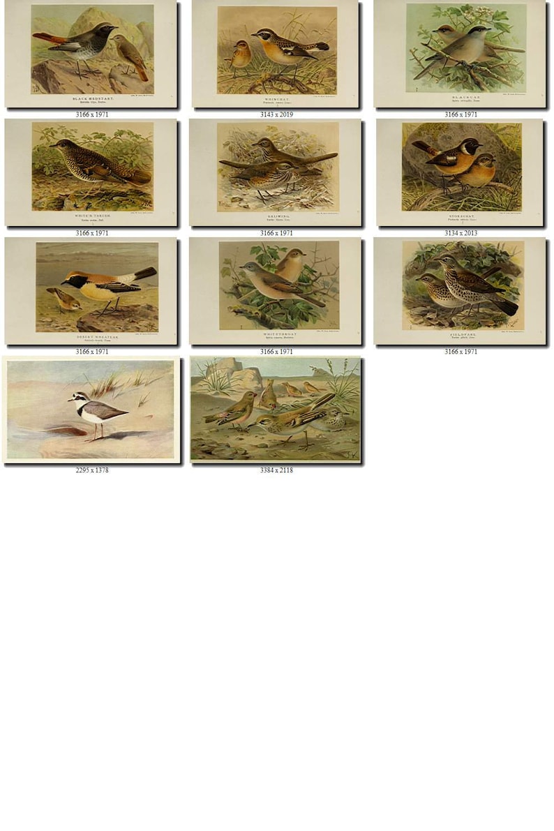 PASSERINES-1 Collection of 191 pictures vintage images High resolution digital download printable illustration small size little birds