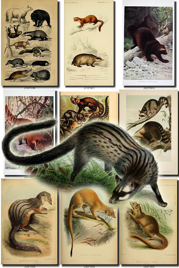 Carnivores 2 Collection Of 67 Vintage Images Raccoons Otters Etsy