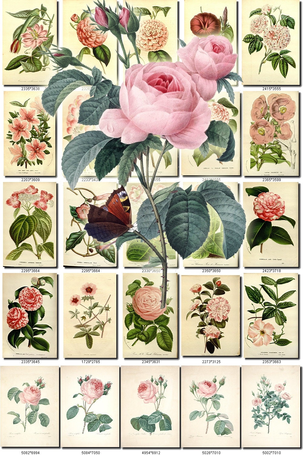 Pink 4 Flowers Collection Of 240 Vintage Images Pictures High Etsy