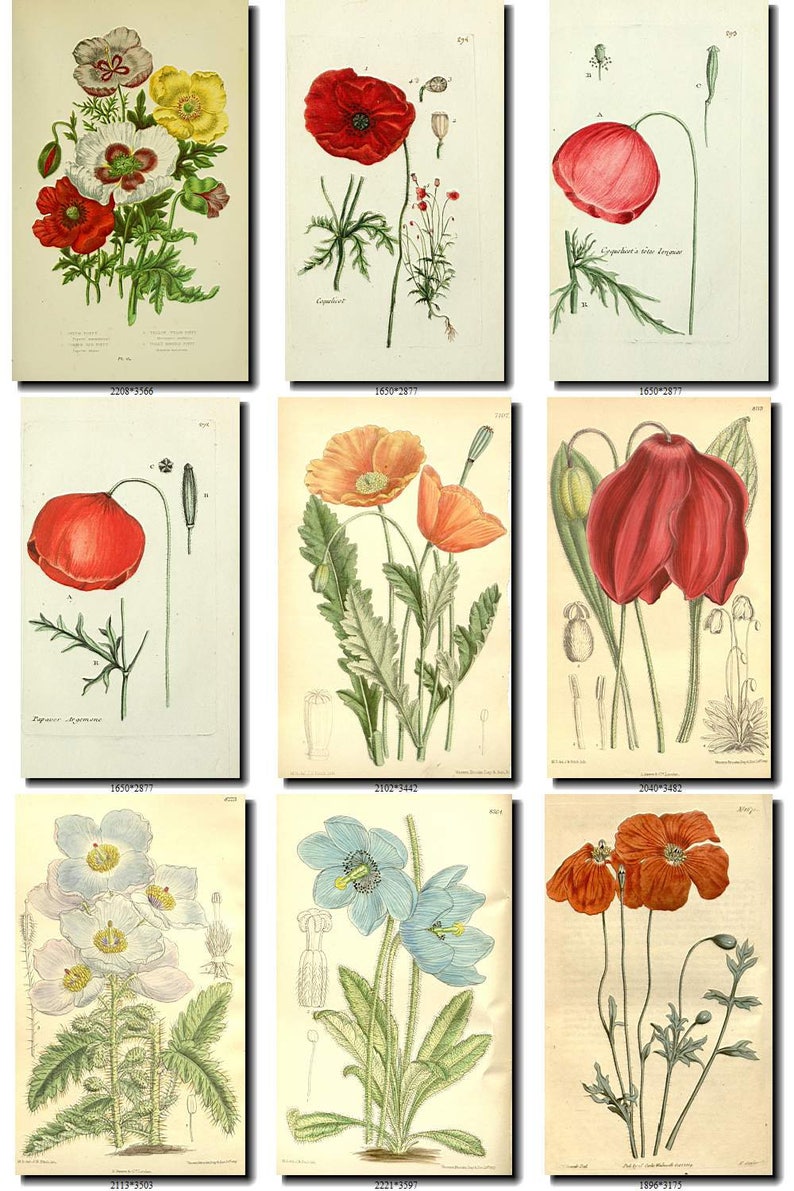 POPPIES-1 Collection of 100 vintage images botanical pictures | Etsy
