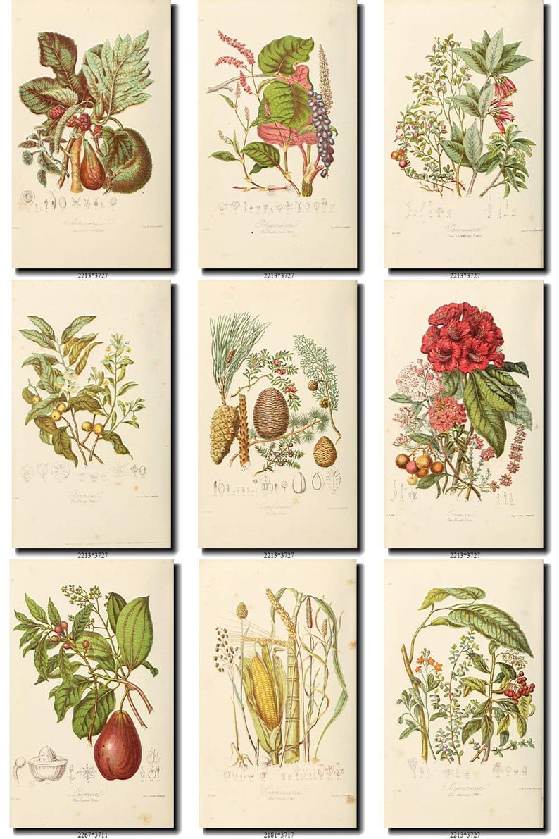 FRUITS VEGETABLES-3 Collection of 73 vintage images botanical | Etsy