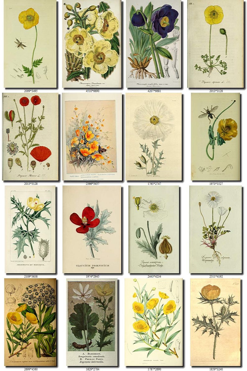 POPPIES-1 Collection of 100 vintage images botanical pictures | Etsy