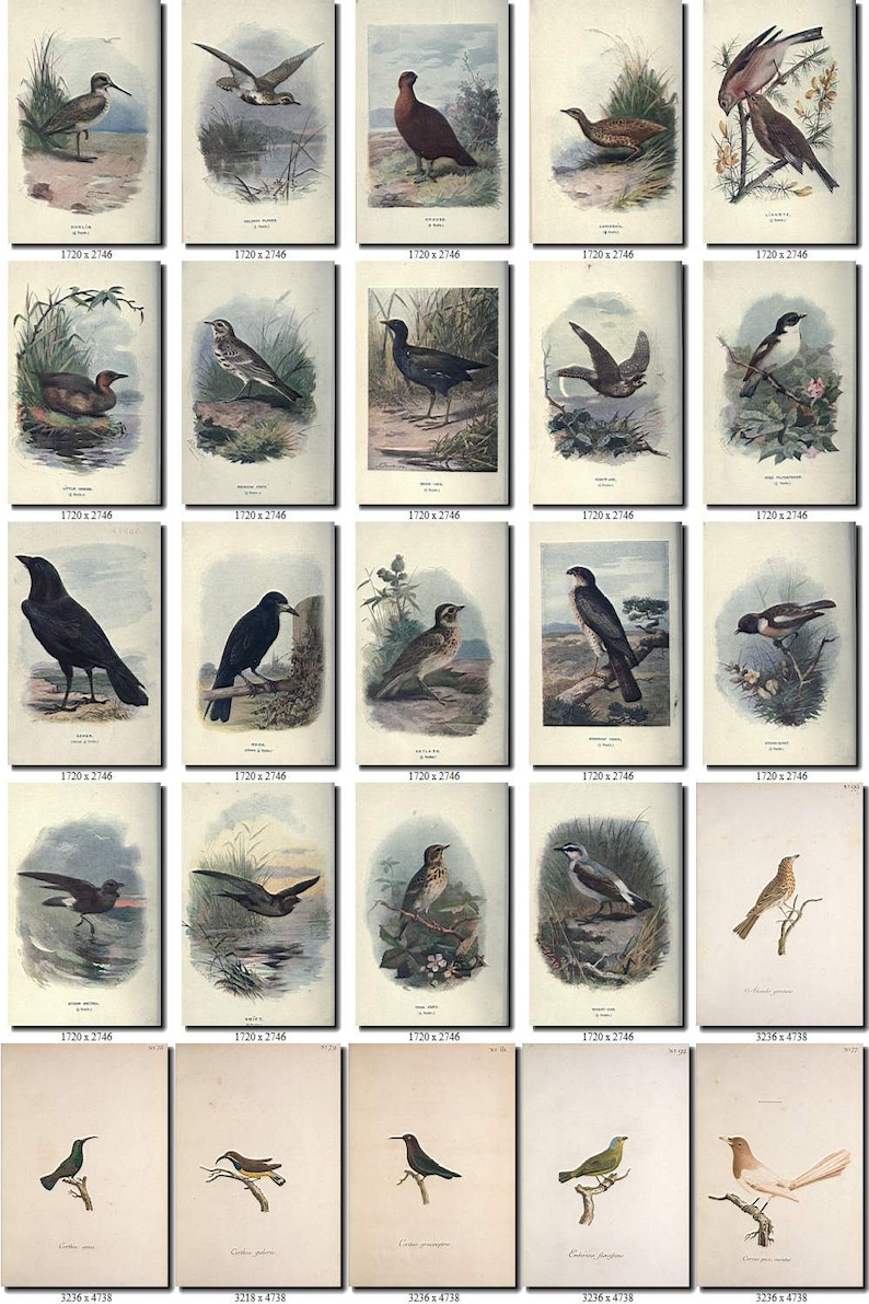 BIRDS-209 Collection of 238 vintage pictures Wryneck Bunting Snipe pictures with background digital download printable images 300 dpi animal