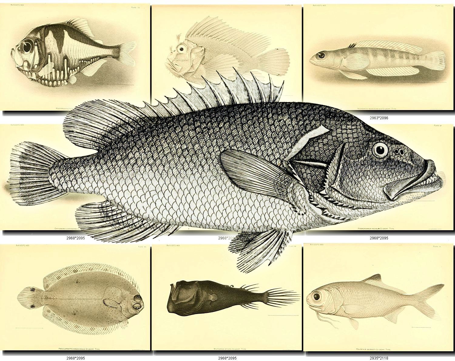 Fishes 6 Bw Collection Of 269 Black And White Vintage Images Etsy Fishes 6 Bw Collection Of 269 Black And White Vintage Images Etsy
