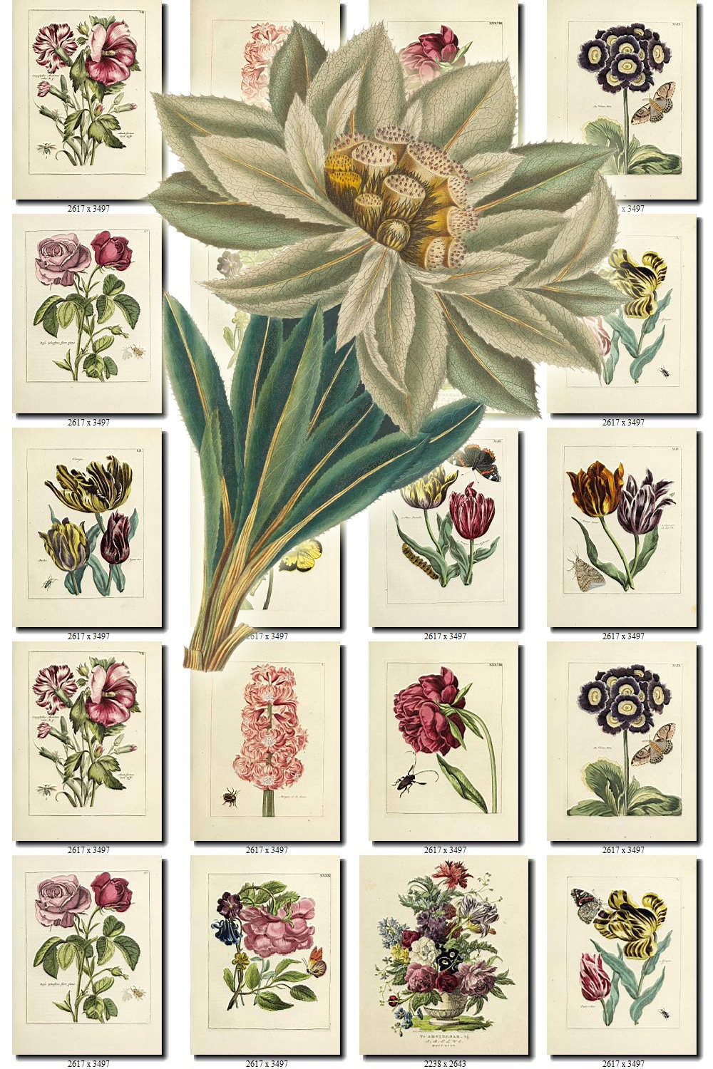 Flowers 167 Collection Of 250 Vintage Images Pansy Pink Etsy