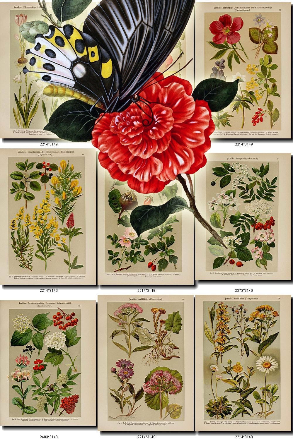 Flowers 18 Collection Of 101 Vintage Images Vegetable Botanical Pictures High Resolution Digital Download Printable Plates