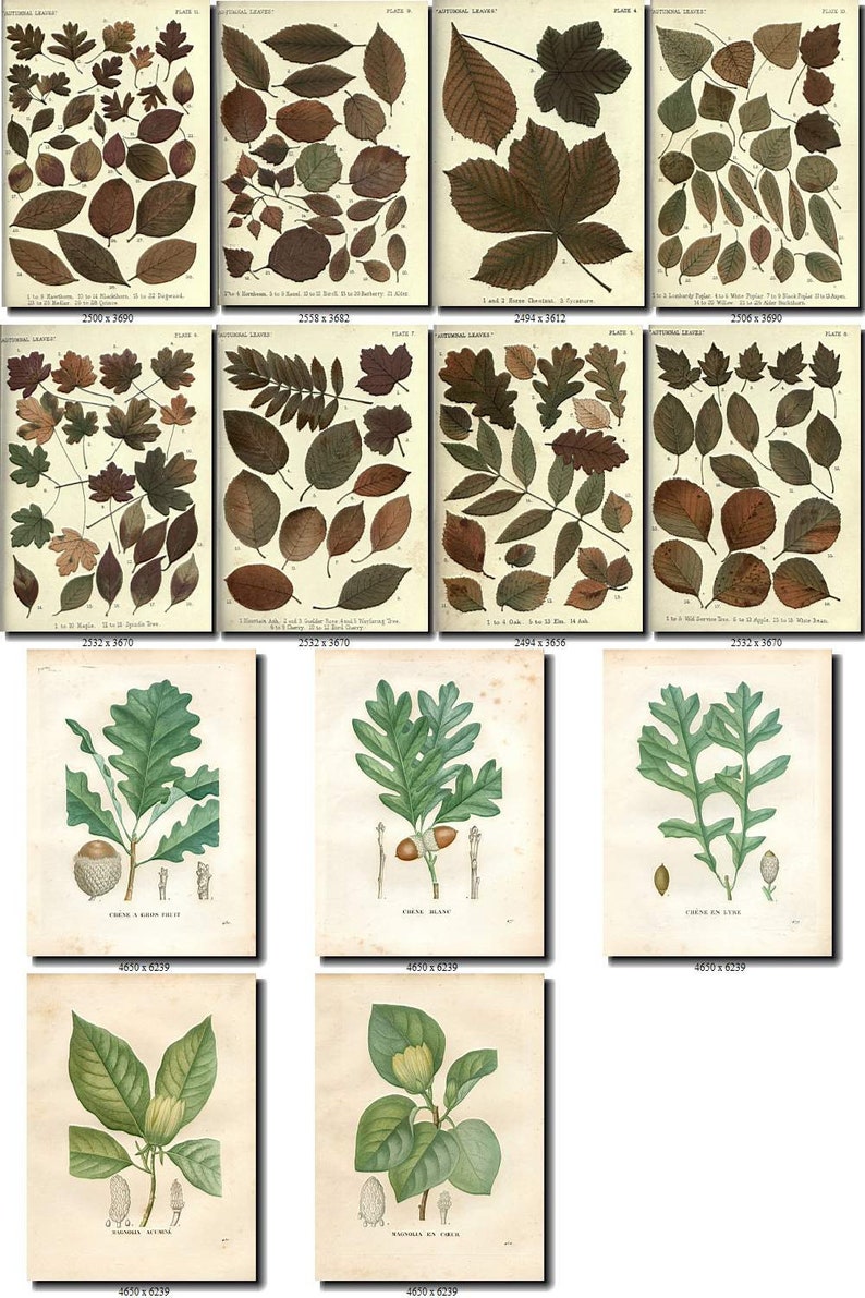HERBARIUM-5 Collection of 124 vintage images of leaves leaf | Etsy