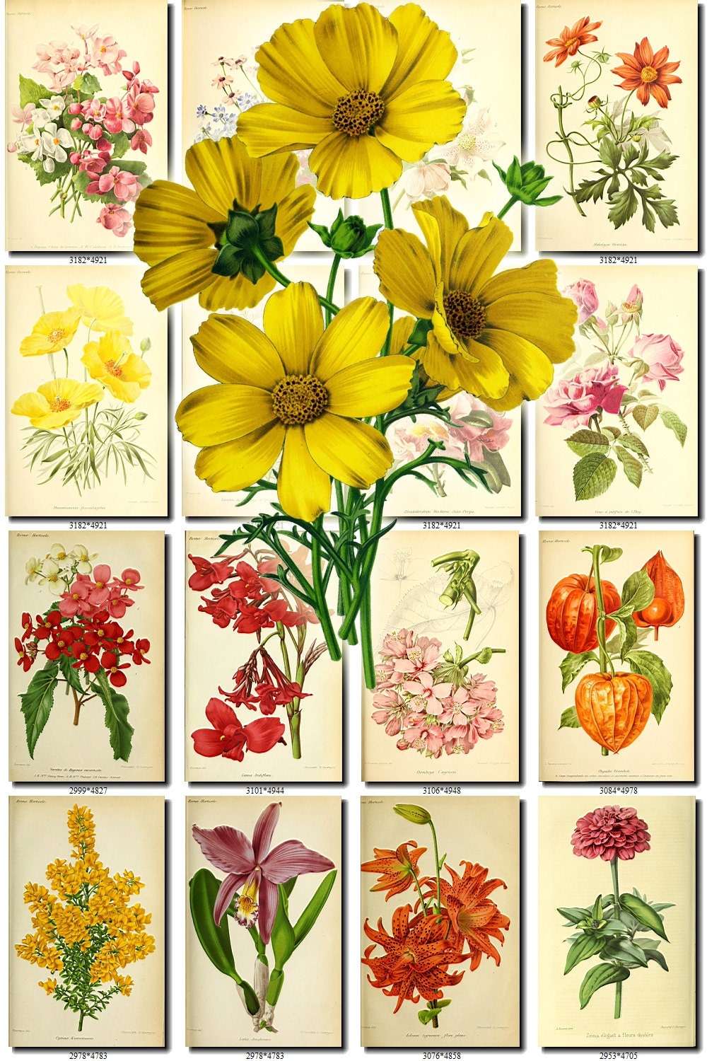 Flowers 143 Collection Of 210 Vintage Images Bigelow Coreopsis Etsy