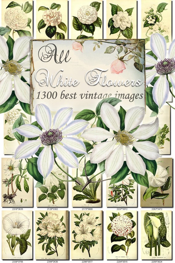 All White Flowers Set Of 1300 Vintage Images Pictures High Etsy