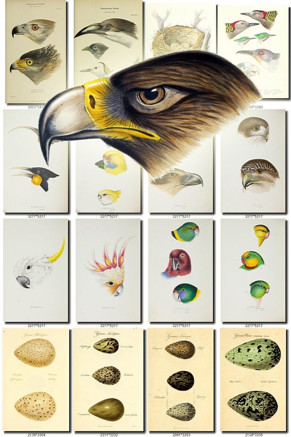 BIRDS EGGS-11 Collection of 250 vintage pictures images digital download printable clipart animals illustrations parts heads clipart Eagle