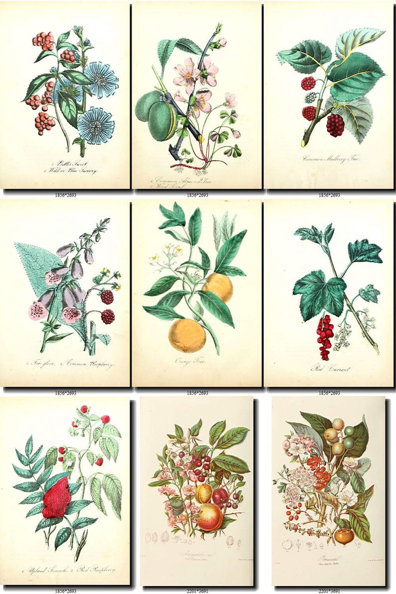 FRUITS VEGETABLES-3 Collection of 73 vintage images botanical | Etsy