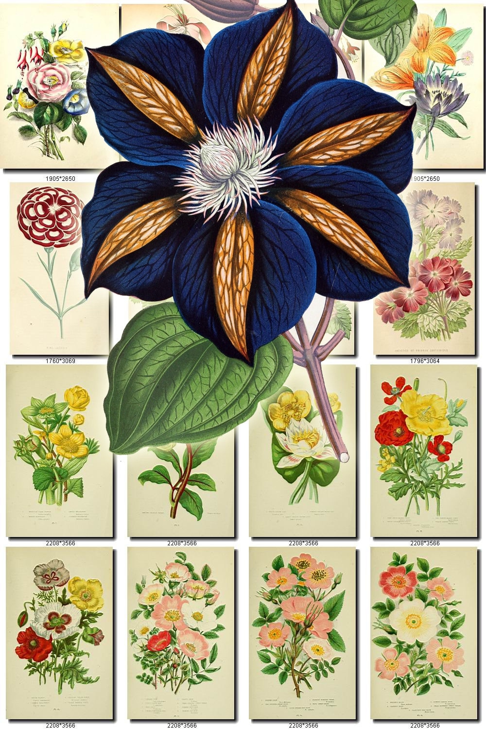 Flowers 21 Collection Of 206 Vintage Printable Illustrations Etsy