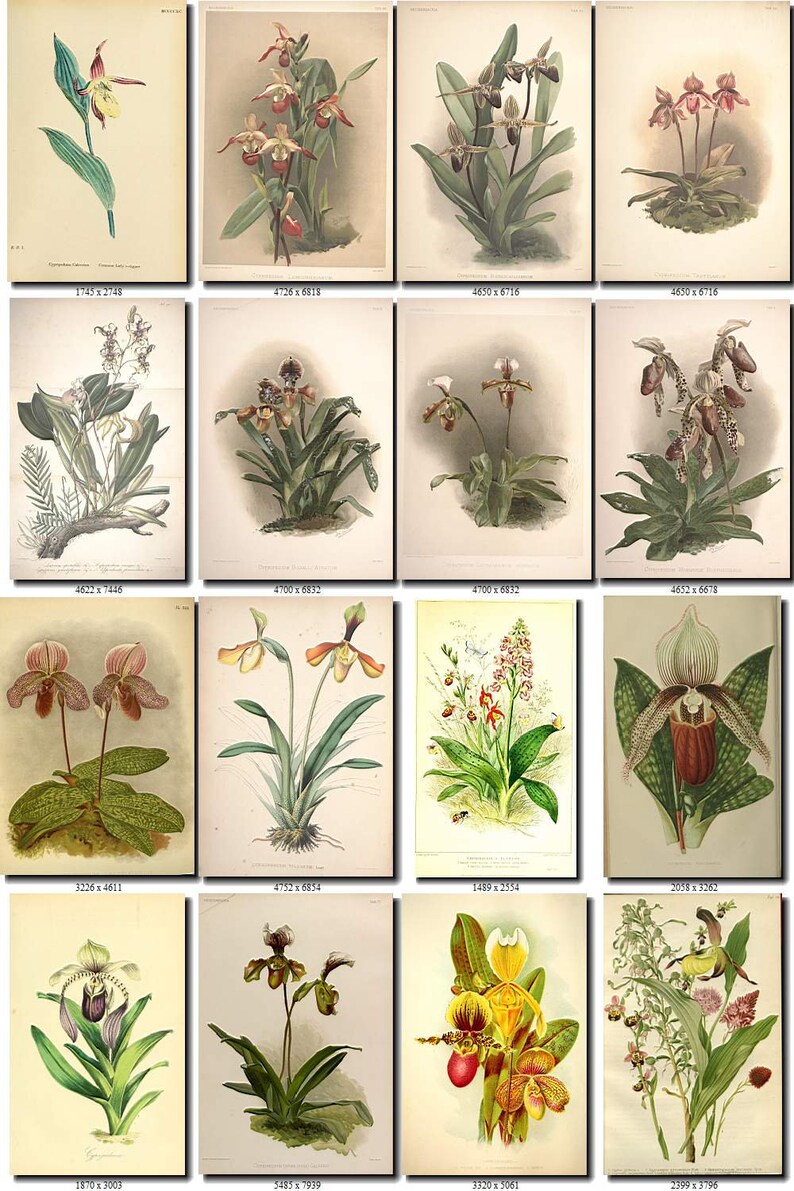 CYPRIPEDIUM-2 flowers Collection of 161 vintage images vegetable botanical pictures High resolution digital download printable Orchidaceae