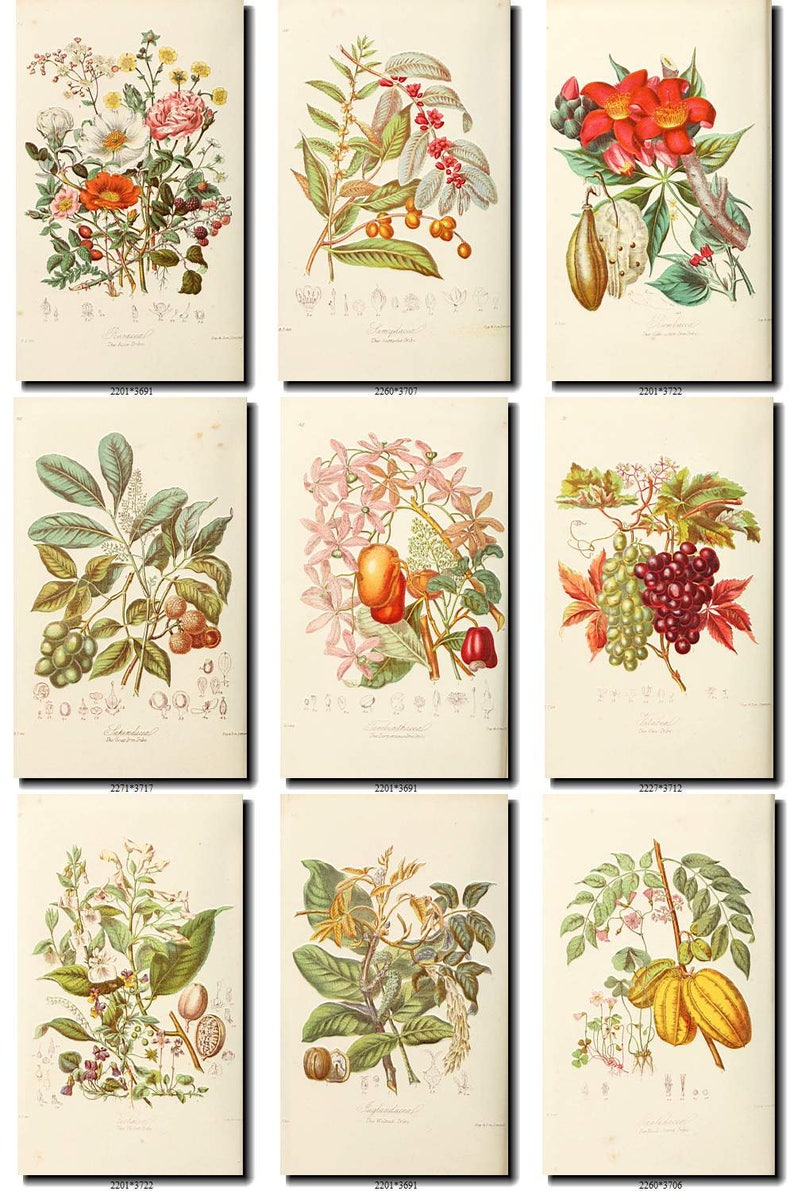 FRUITS VEGETABLES-3 Collection of 73 vintage images botanical | Etsy