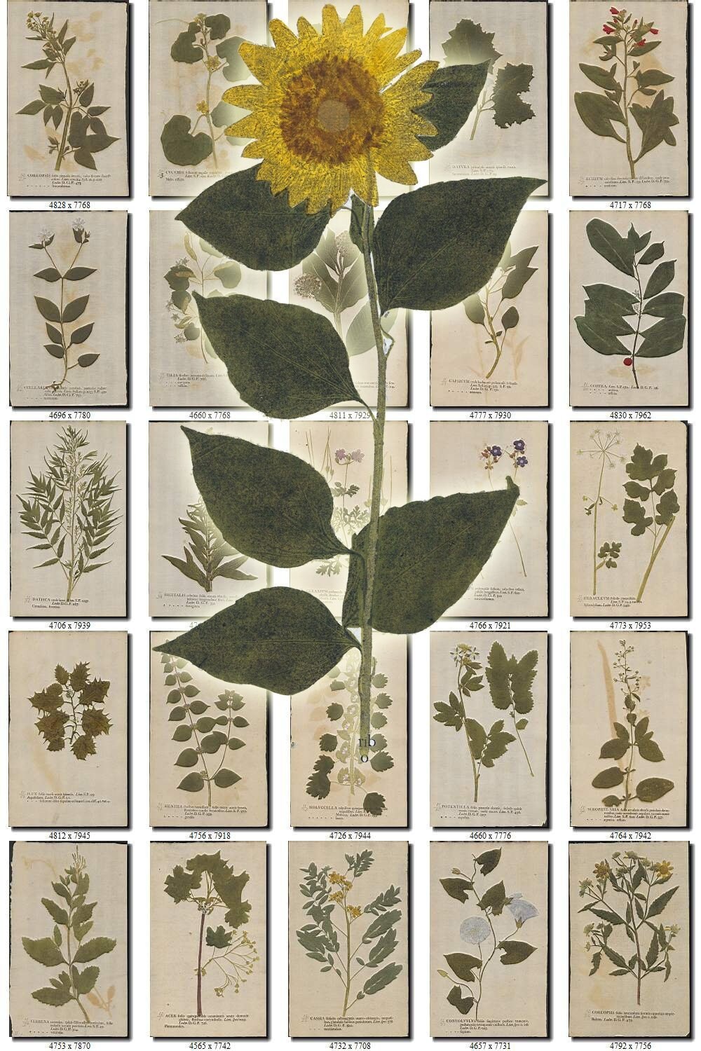 Plants 153 Collection Of 300 Vintage Images Herbs Herbarium Etsy